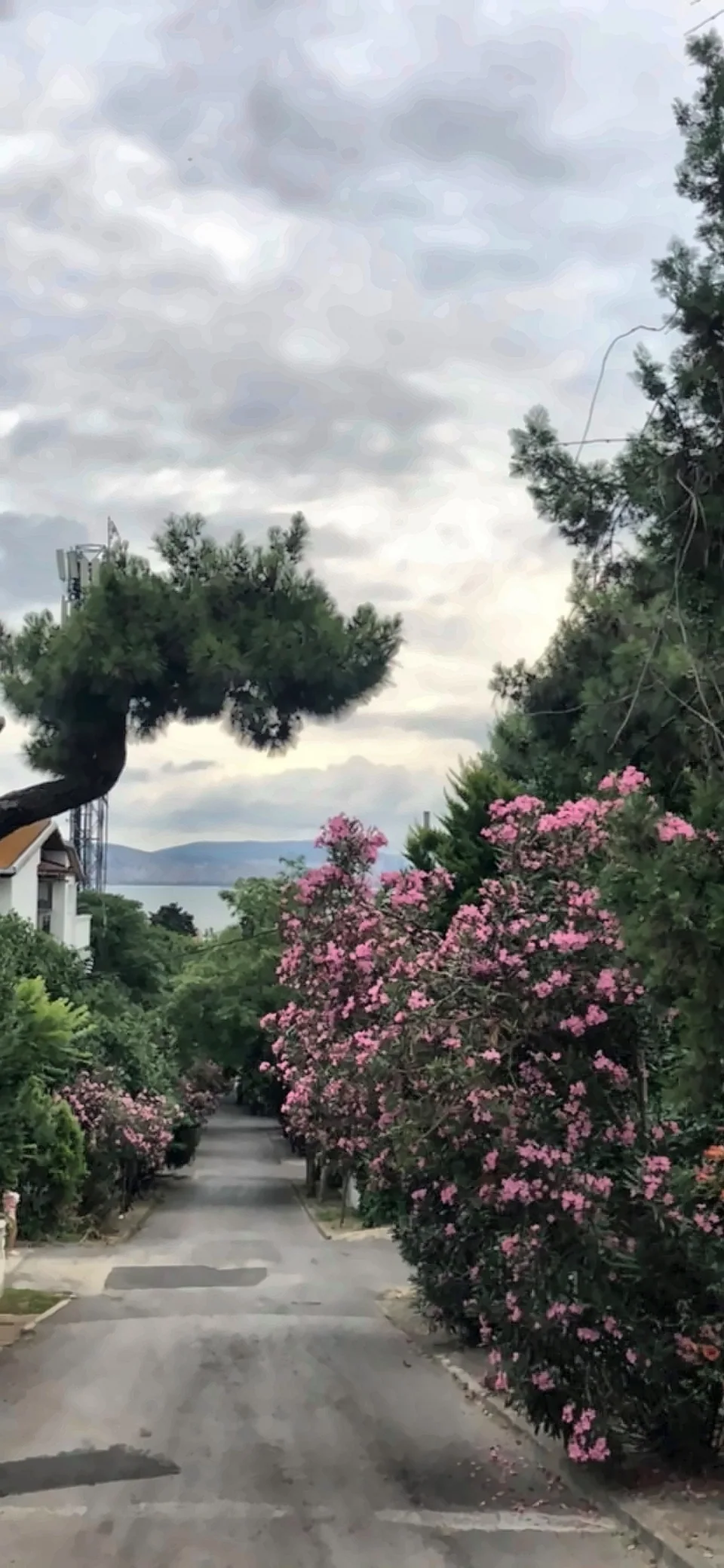 Pembe çiçekli çalılarla çevrili, sakin bir sokak ve uzakta deniz.