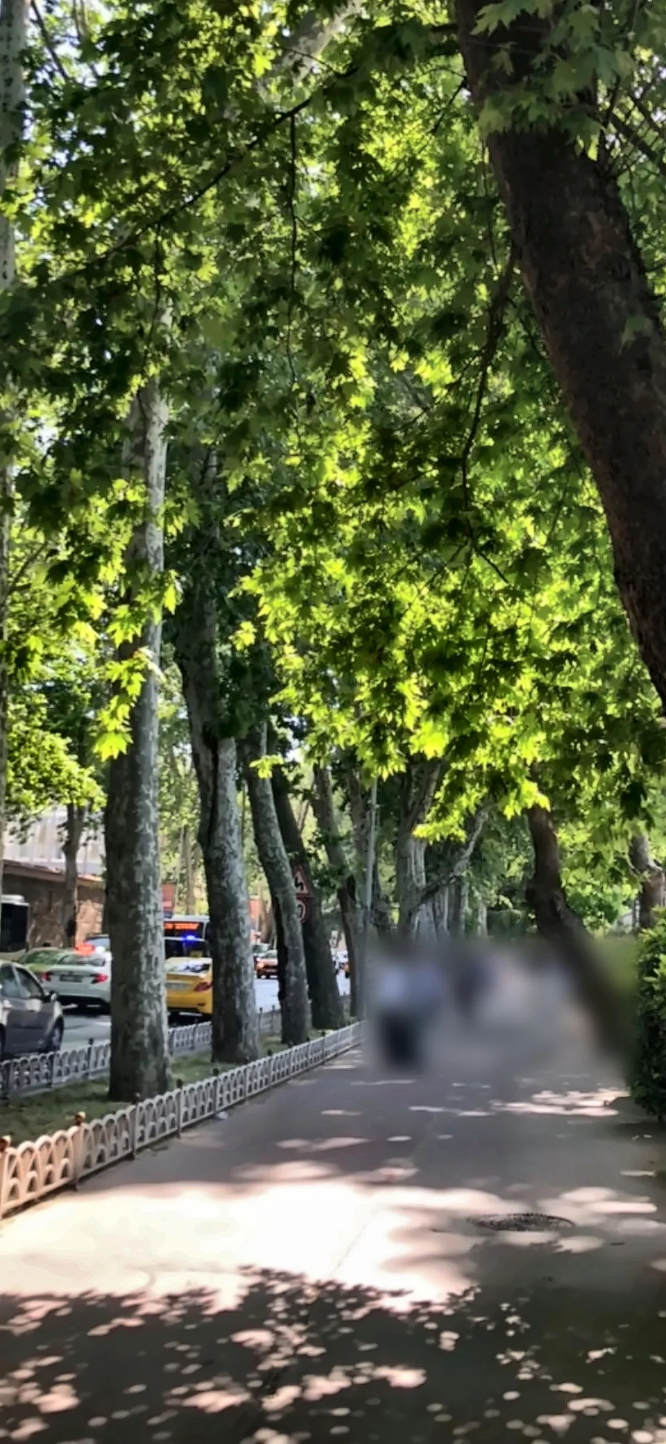 Yüksek ağaçların gölgelediği, yeşil bir yürüyüş yolu.