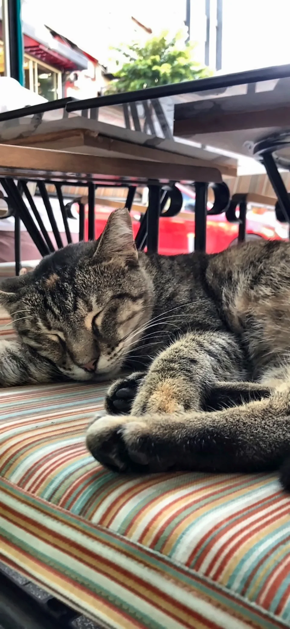 Çizgili bir minder üzerinde uyuyan tekir kedi.